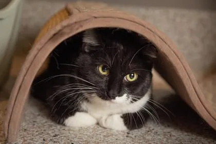 Bootsie Boo Bonded Lucy thumbnail 2