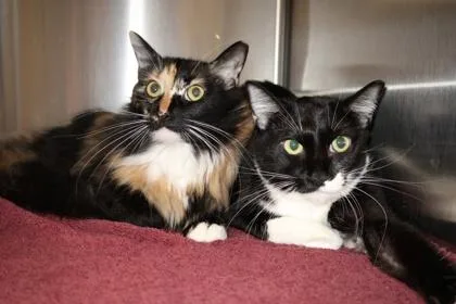 Bootsie Boo Bonded Lucy thumbnail 3