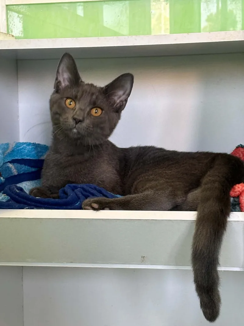 A young medium-sized male Domestic Short Hair cat named Chandler for adoption in Barboursville, WV
