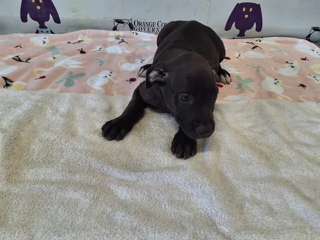 A baby small-sized male Great Dane dog named Kohl for adoption in Orlando, FL