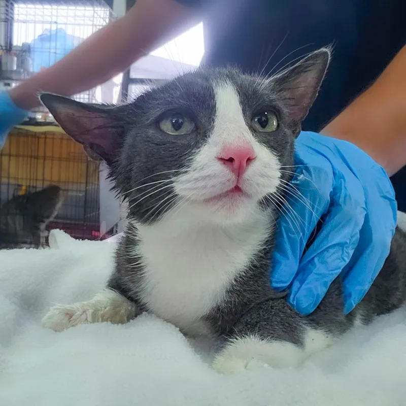A baby medium-sized male Gray / Blue / Silver Domestic Short Hair cat named Strauss for adoption in Chapel Hill, NC