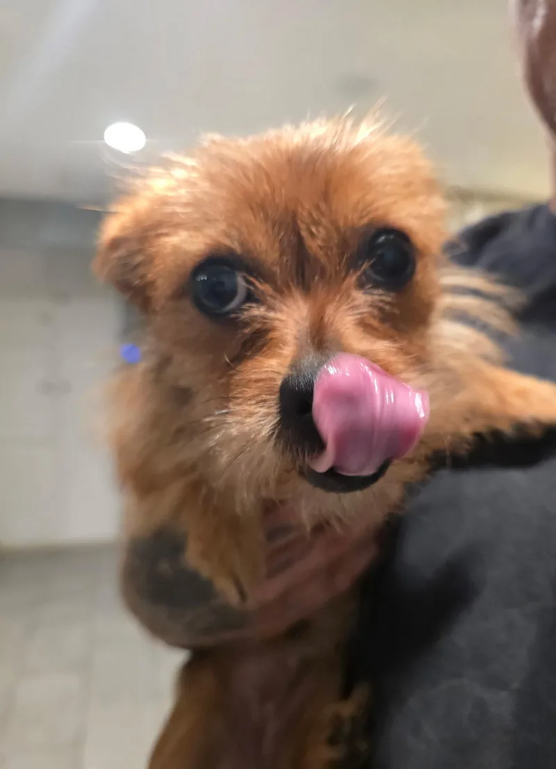 Tiny Tina thumbnail 3