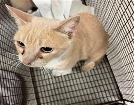 An adult small-sized female Domestic Short Hair cat named North for adoption in Miami, FL