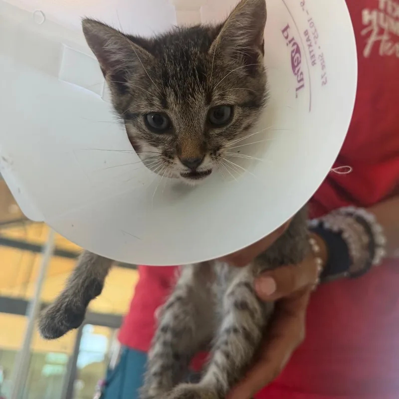 A baby small-sized male Orange / Red Domestic Short Hair cat named Cypress for adoption in Leander, TX