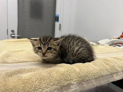 A baby small-sized female Brown / Chocolate Domestic Short Hair cat named Poppy for adoption in Kansas City, MO