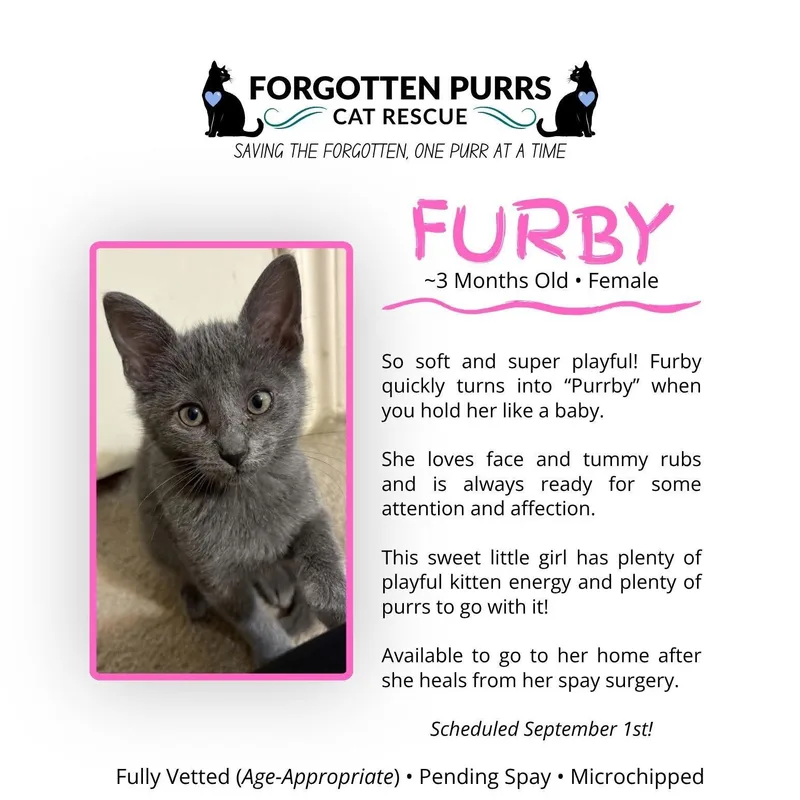 A baby medium-sized female Gray / Blue / Silver Domestic Short Hair cat named Furby for adoption in Houston, TX