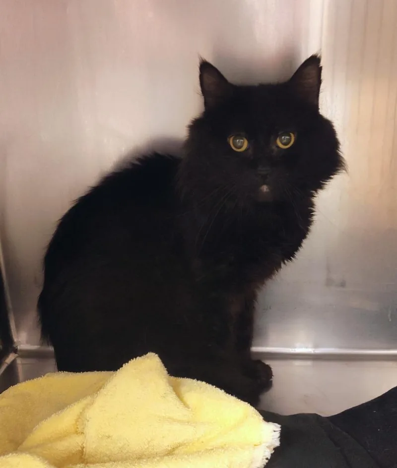 An adult small-sized male Domestic Medium Hair cat named Batty for adoption in Grand Forks, ND