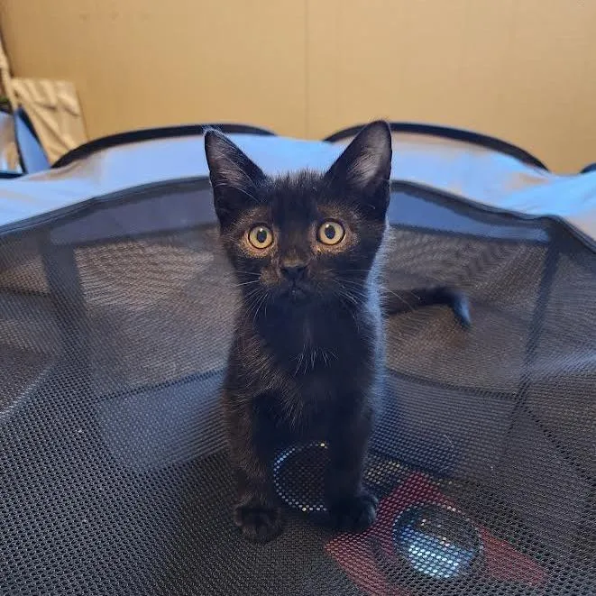 A baby small-sized male Black Domestic Short Hair cat named Licorice for adoption in South Elgin, IL