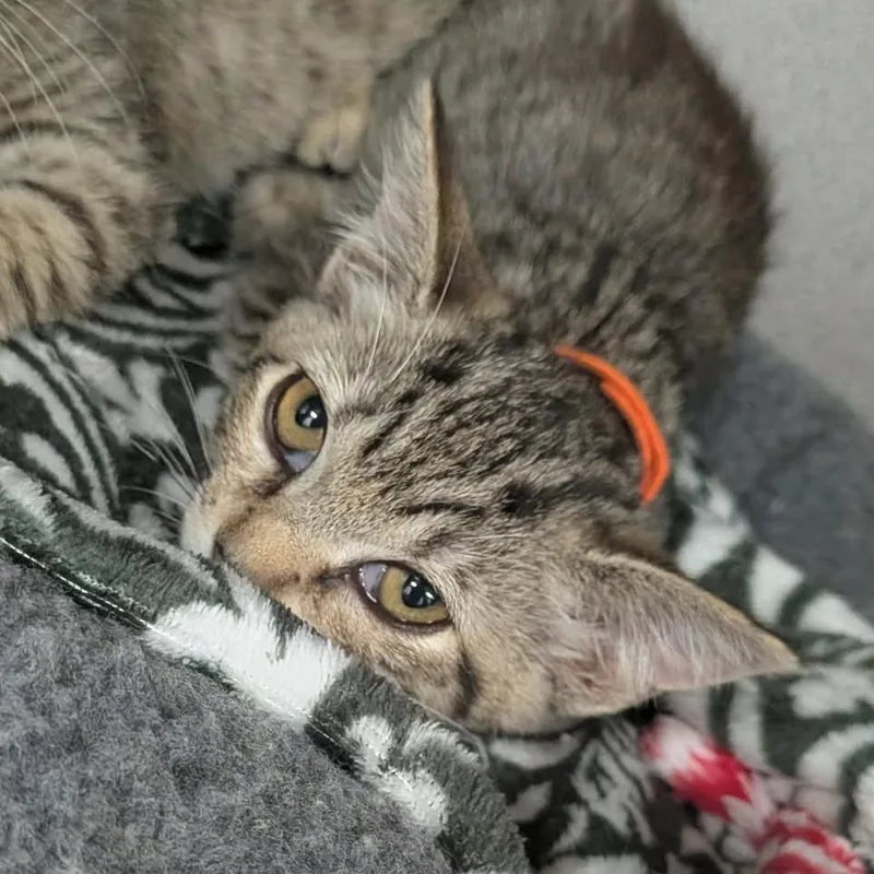 A baby small-sized female Gray / Blue / Silver Domestic Short Hair cat named Danni for adoption in Greenville, PA