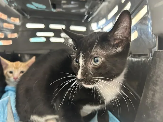 A baby small-sized male Domestic Short Hair cat named A for adoption in Ocala, FL