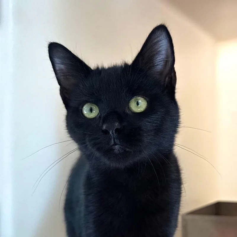 A young medium-sized female Black Domestic Short Hair cat named Patches for adoption in Harrisonburg, VA