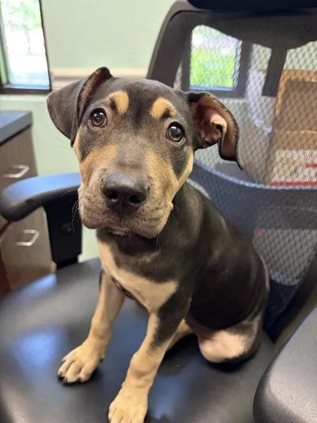 A baby small-sized female Shar-Pei dog named Raegan for adoption in Mobile, AL