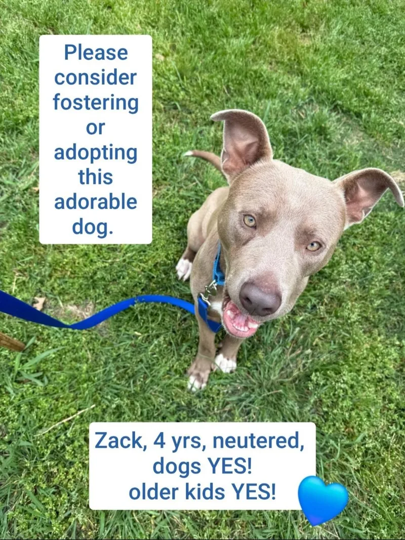 An adult large-sized male Weimaraner dog named Zack for adoption in Plano, TX