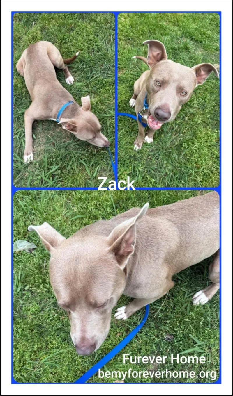 Zack thumbnail 2
