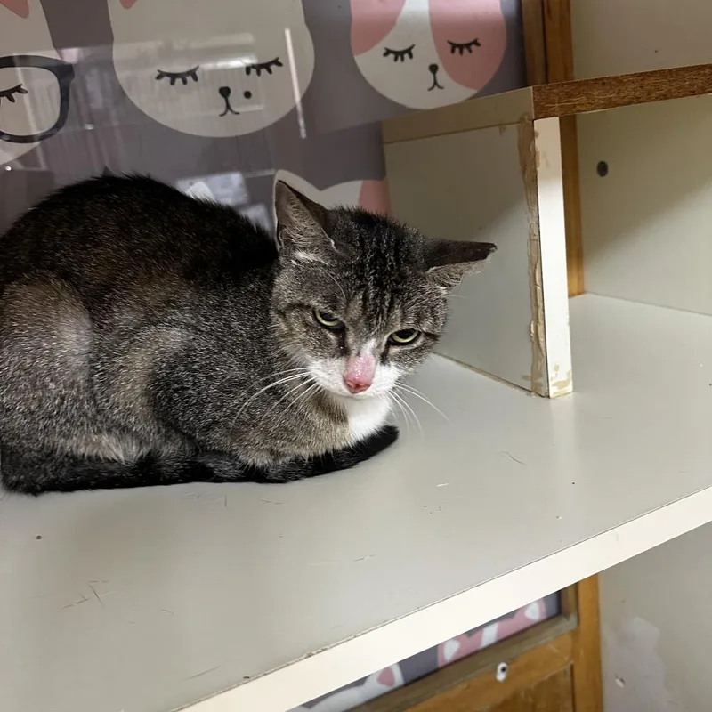A young medium-sized female Brown / Chocolate Domestic Short Hair cat named Hazel for adoption in Hamburg, NY