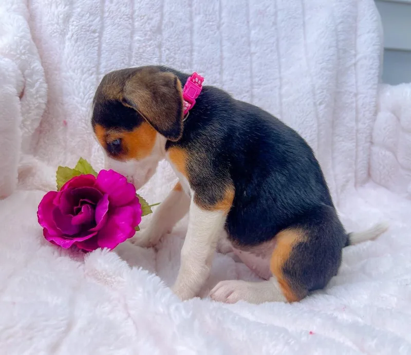 A baby small-sized female Mixed Breed dog named Winona for adoption in Murray, KY