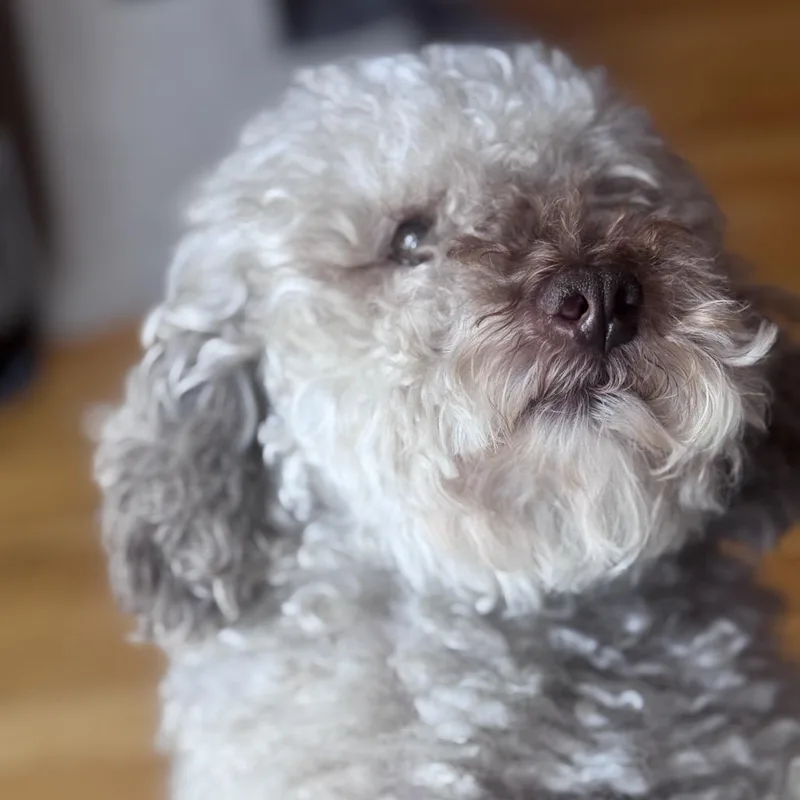 Benji