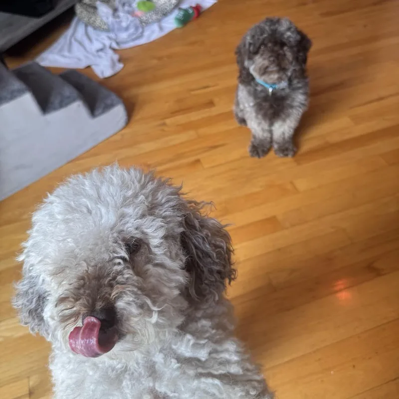 Benji thumbnail 3