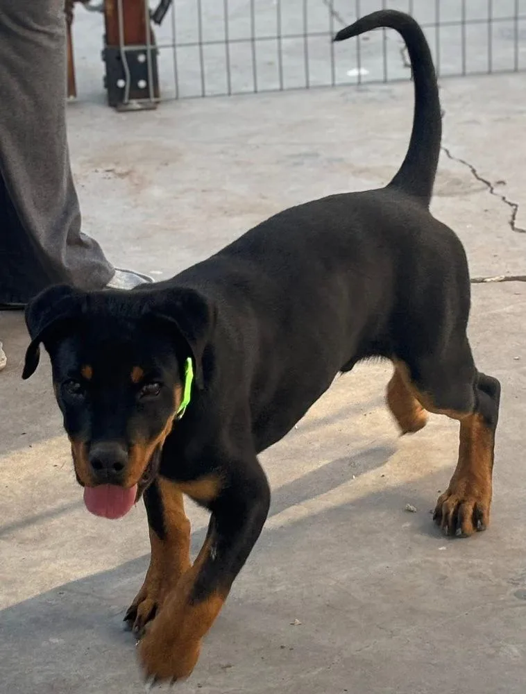 A baby large-sized male Brown / Chocolate Rottweiler dog named Lucky for adoption in Gilbert, AZ