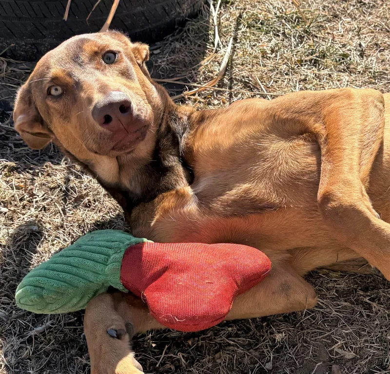 A young medium-sized female Doberman Pinscher dog named Nina for adoption in Iowa City, IA