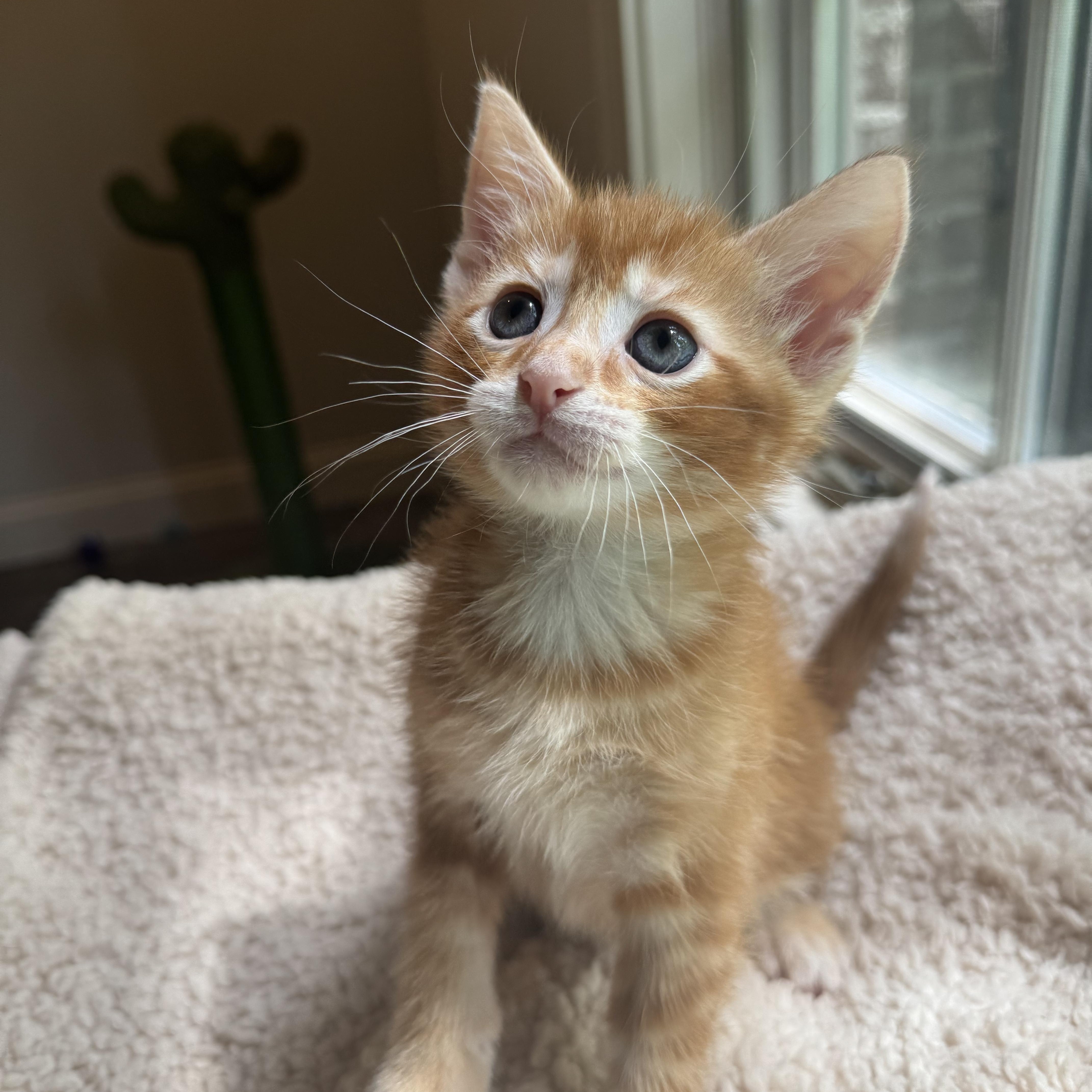 A baby medium-sized male Orange / Red Domestic Short Hair cat named Cayenne for adoption in Tuscaloosa, AL