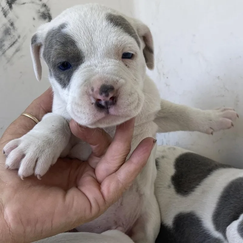 Theo Jack A thumbnail 3