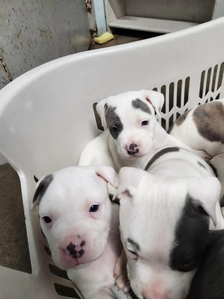 Theo Jack A thumbnail 6