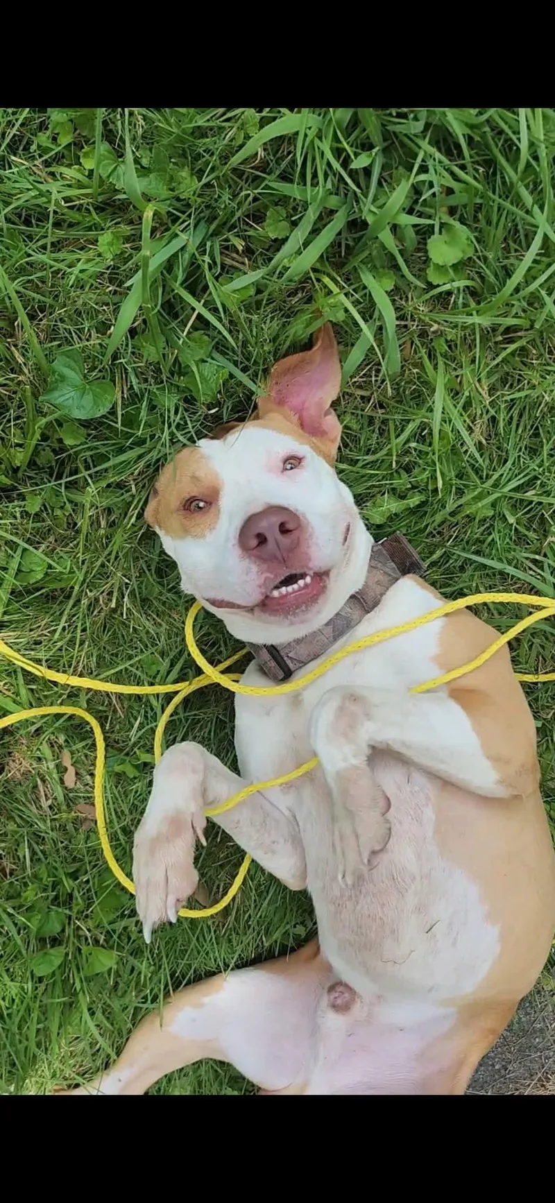 An adult large-sized male Pit Bull Terrier dog named Cooper for adoption in Fayetteville, WV