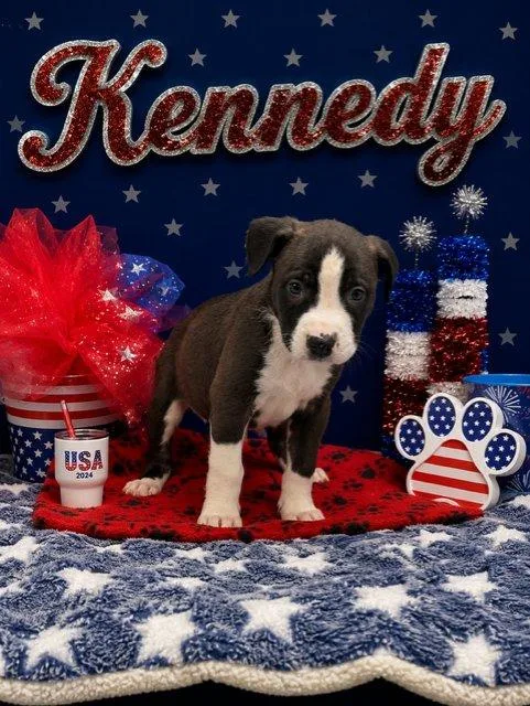 Kennedy thumbnail 2