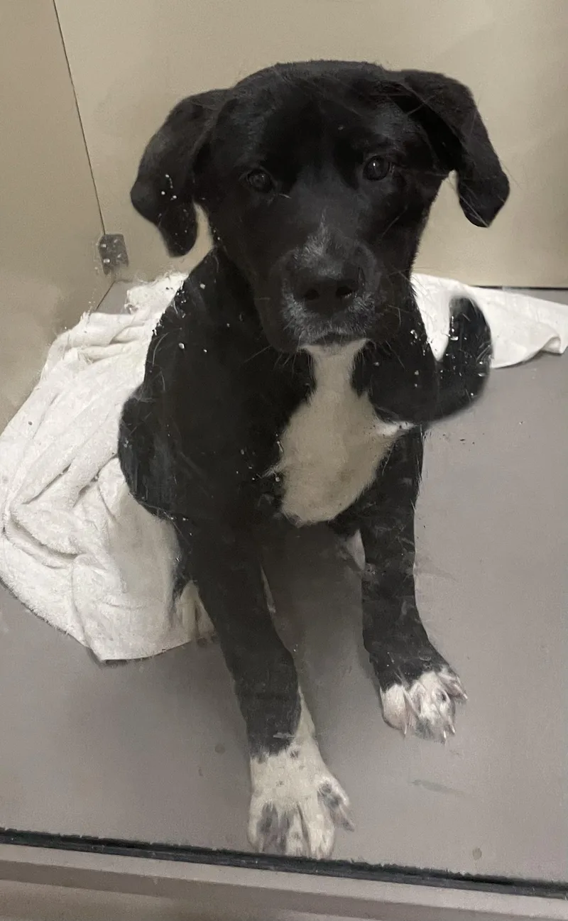 A baby large-sized female Black Black Labrador Retriever dog named Charming Hold for adoption in Canton, OH