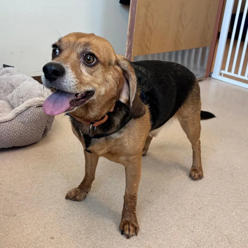 An adult medium-sized male Brown / Chocolate Beagle dog named Ozzy for adoption in Springfield, MA