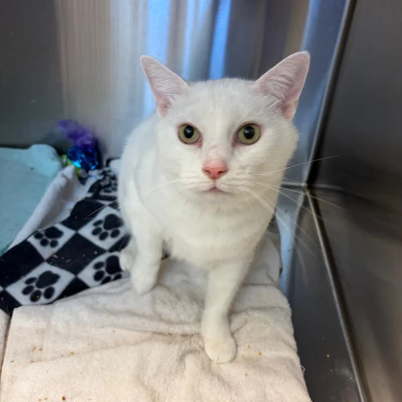 A senior extra large-sized male Domestic Short Hair cat named Lunar for adoption in Pittsburgh, PA