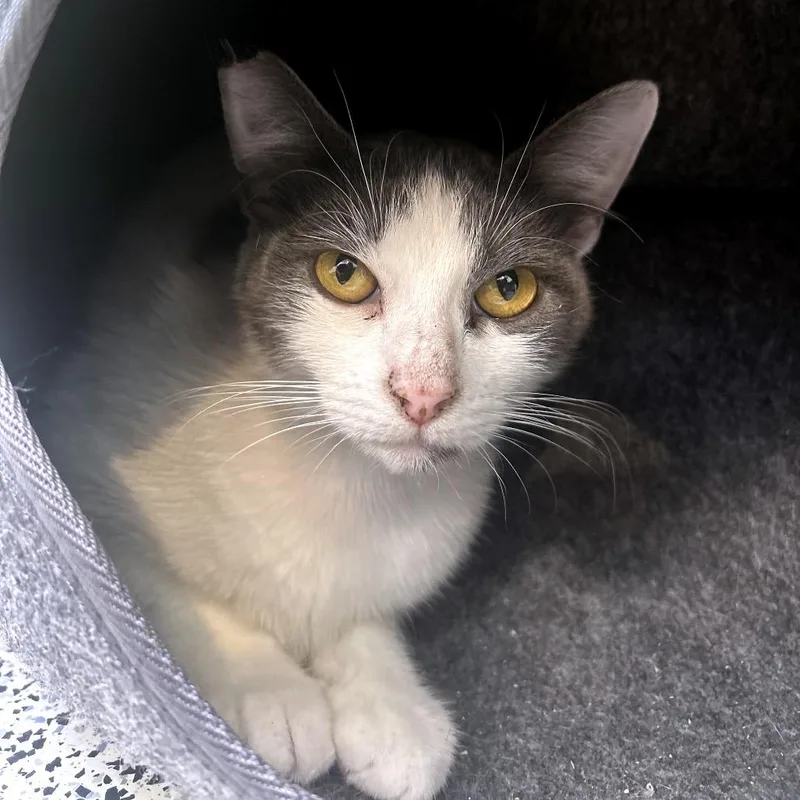 A young medium-sized female Gray / Blue / Silver Domestic Short Hair cat named Dot for adoption in Fresno, CA