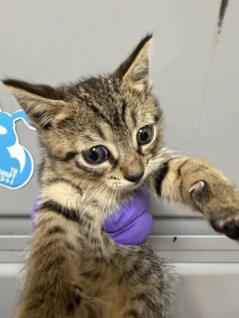 A baby small-sized male Domestic Short Hair cat named Mochi for adoption in Miami, FL
