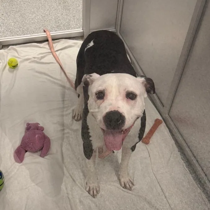 An adult large-sized female White / Cream Mixed Breed dog named Penelope for adoption in Mentor, OH