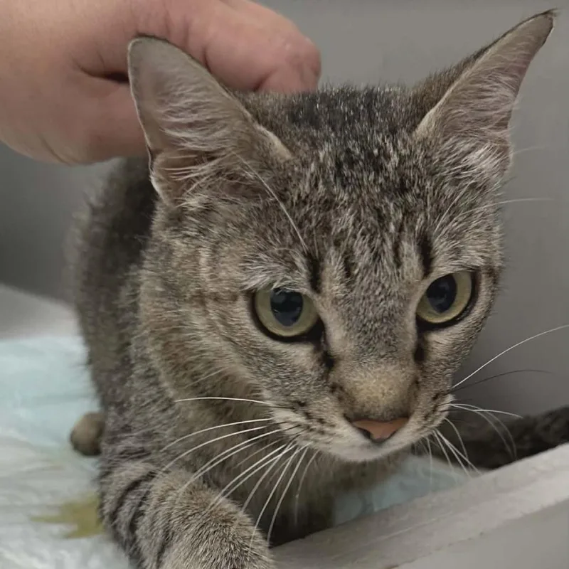An adult medium-sized female Brown / Chocolate Domestic Short Hair cat named Olivia for adoption in Newcastle, OK