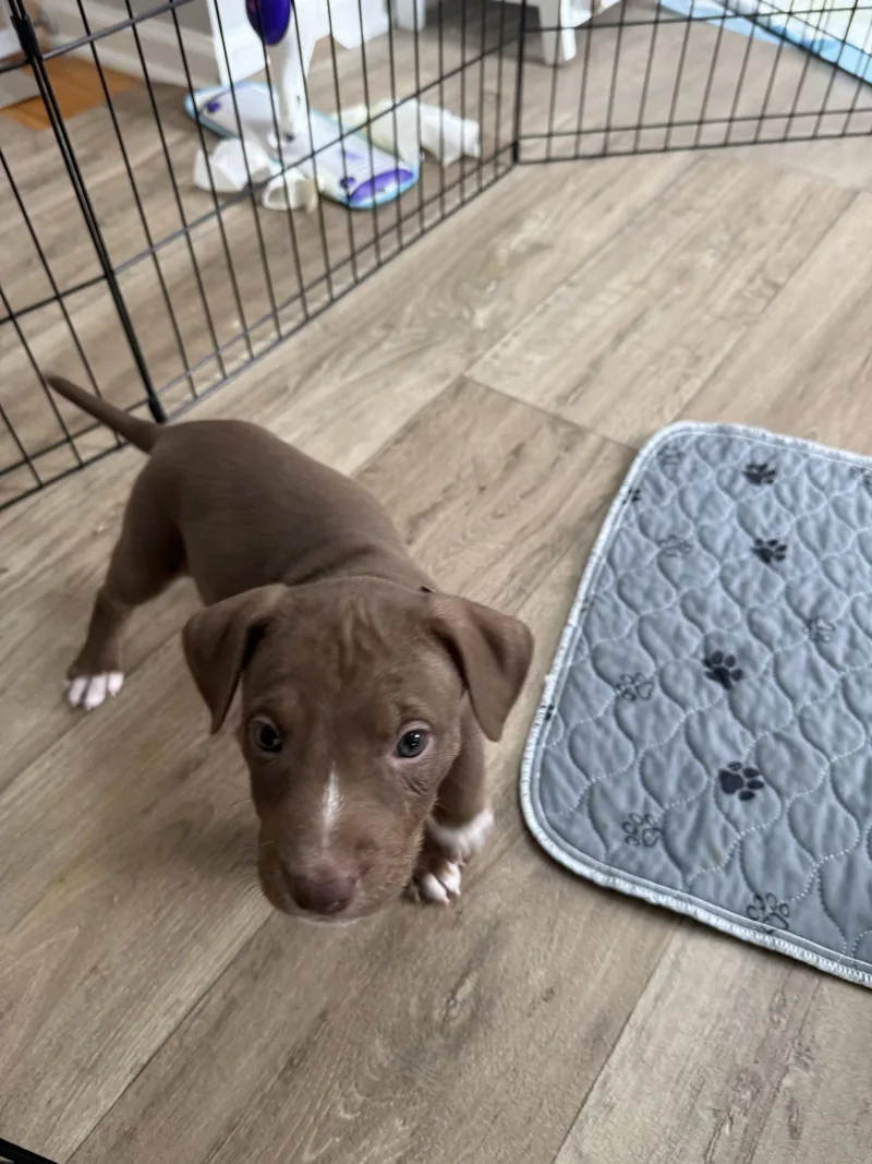A baby medium-sized male American Staffordshire Terrier dog named Spud Brynns litter for adoption in Holly Springs, NC