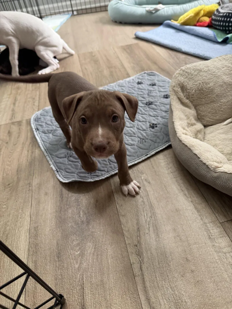 Spud Brynns litter thumbnail 3