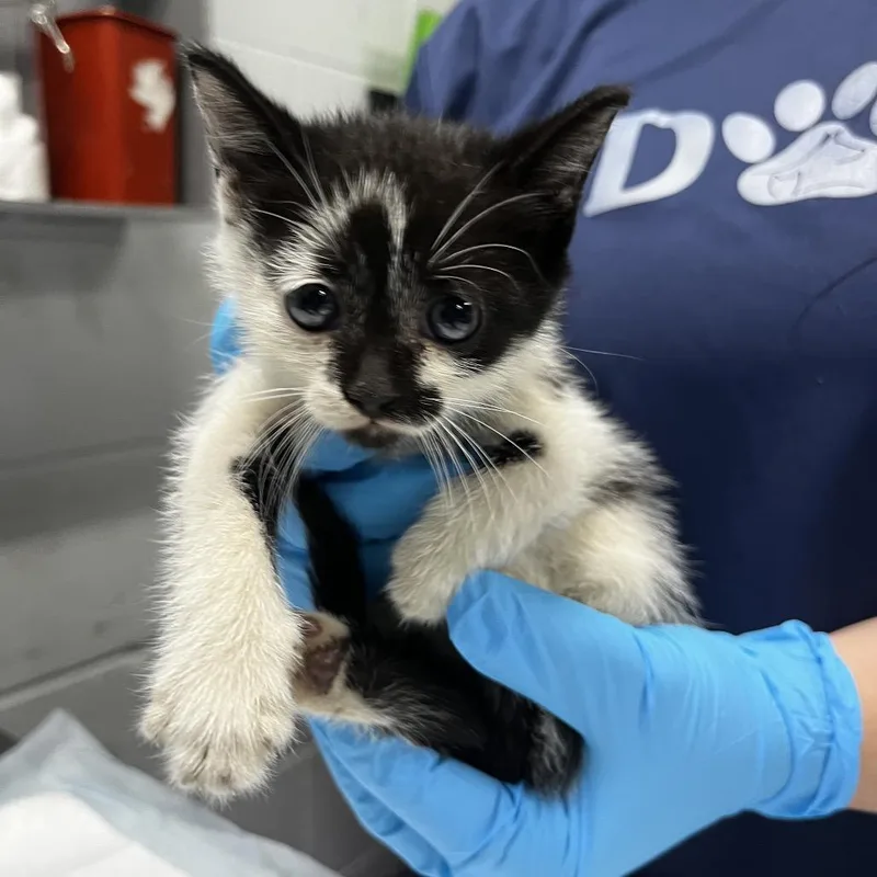 A baby small-sized female White Domestic Short Hair cat named Bessie for adoption in Summerville, SC
