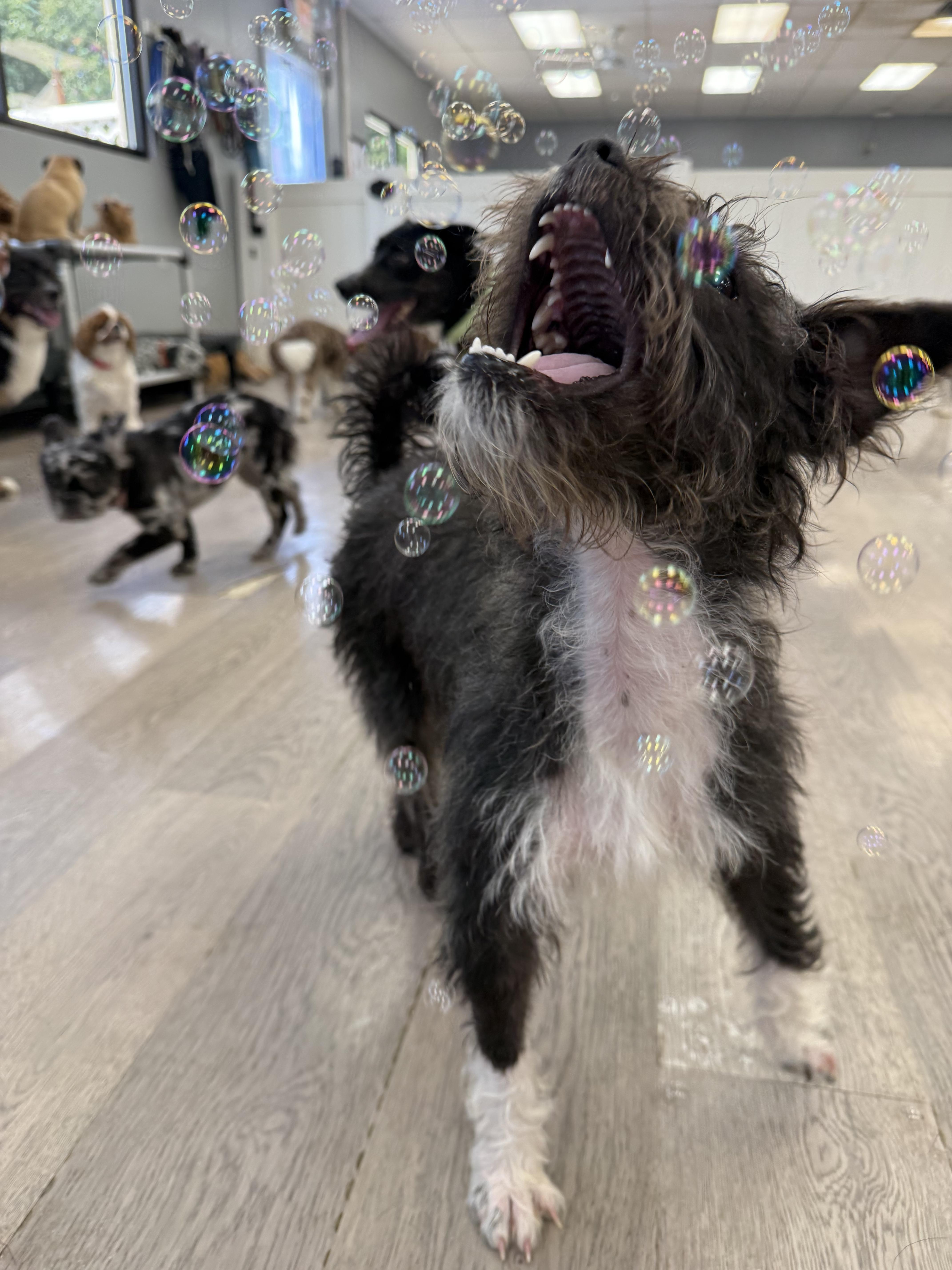 Cleo thumbnail 3