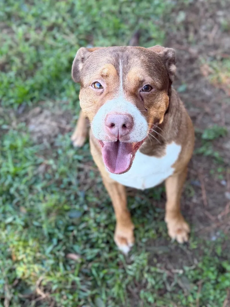 An adult medium-sized male Golden Mixed Breed dog named Robin for adoption in Summerdale, AL
