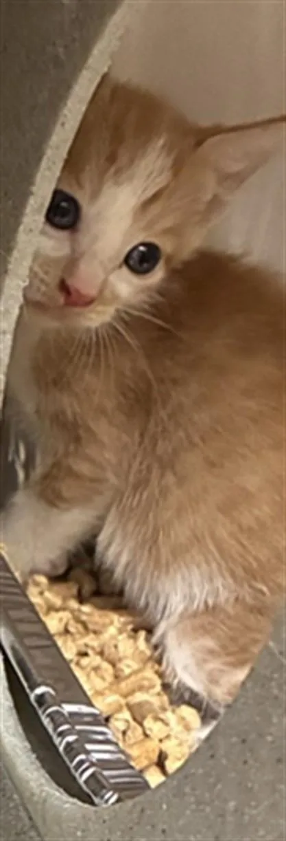 A baby small-sized male Domestic Short Hair cat named Tuna for adoption in Texas City, TX