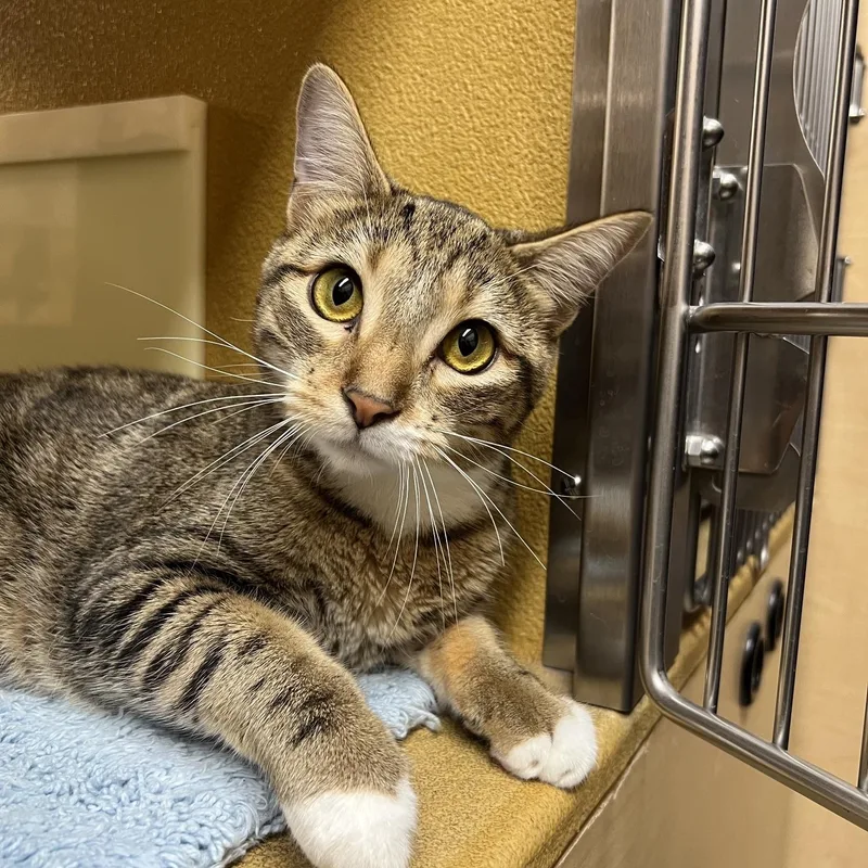 A young medium-sized female Domestic Short Hair cat named Maggie for adoption in Barrington Hills, IL
