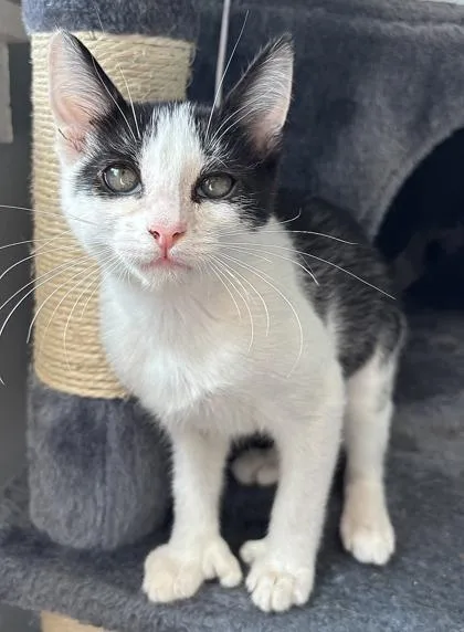 A baby small-sized female Domestic Short Hair cat named Charlotte for adoption in Cumming, GA
