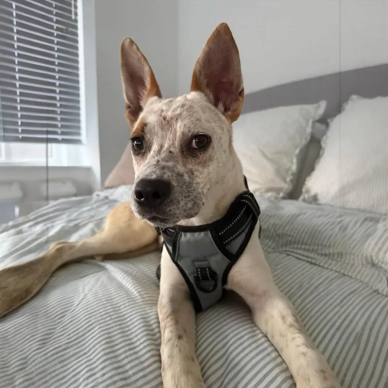 A baby medium-sized female Australian Cattle Dog / Blue Heeler dog named Chloe for adoption in Hillsborough, NJ