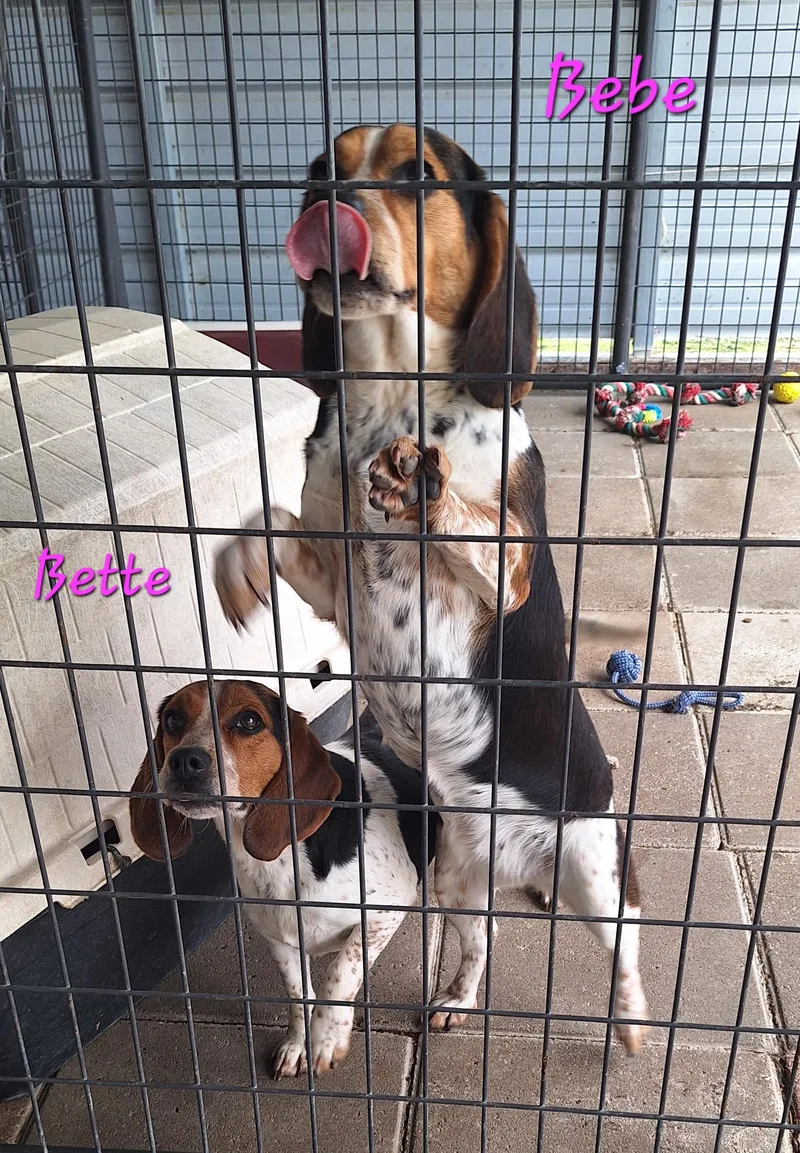 Bette & Bebe thumbnail 3