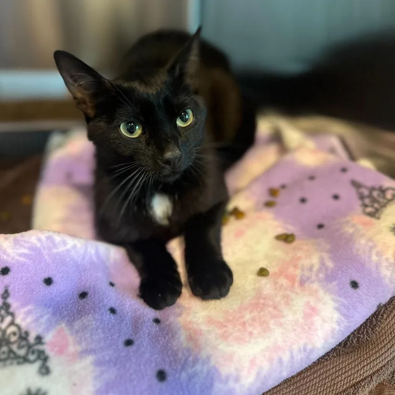 A young medium-sized male Black Domestic Short Hair cat named Rolex for adoption in Matteson, IL
