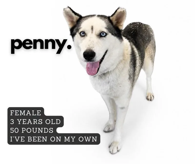 An adult medium-sized female Husky dog named Penny for adoption in Ashland, KY