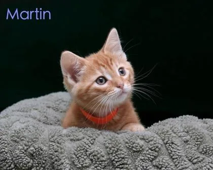 Martin