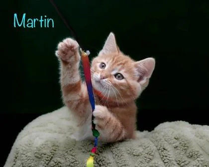 Martin thumbnail 2